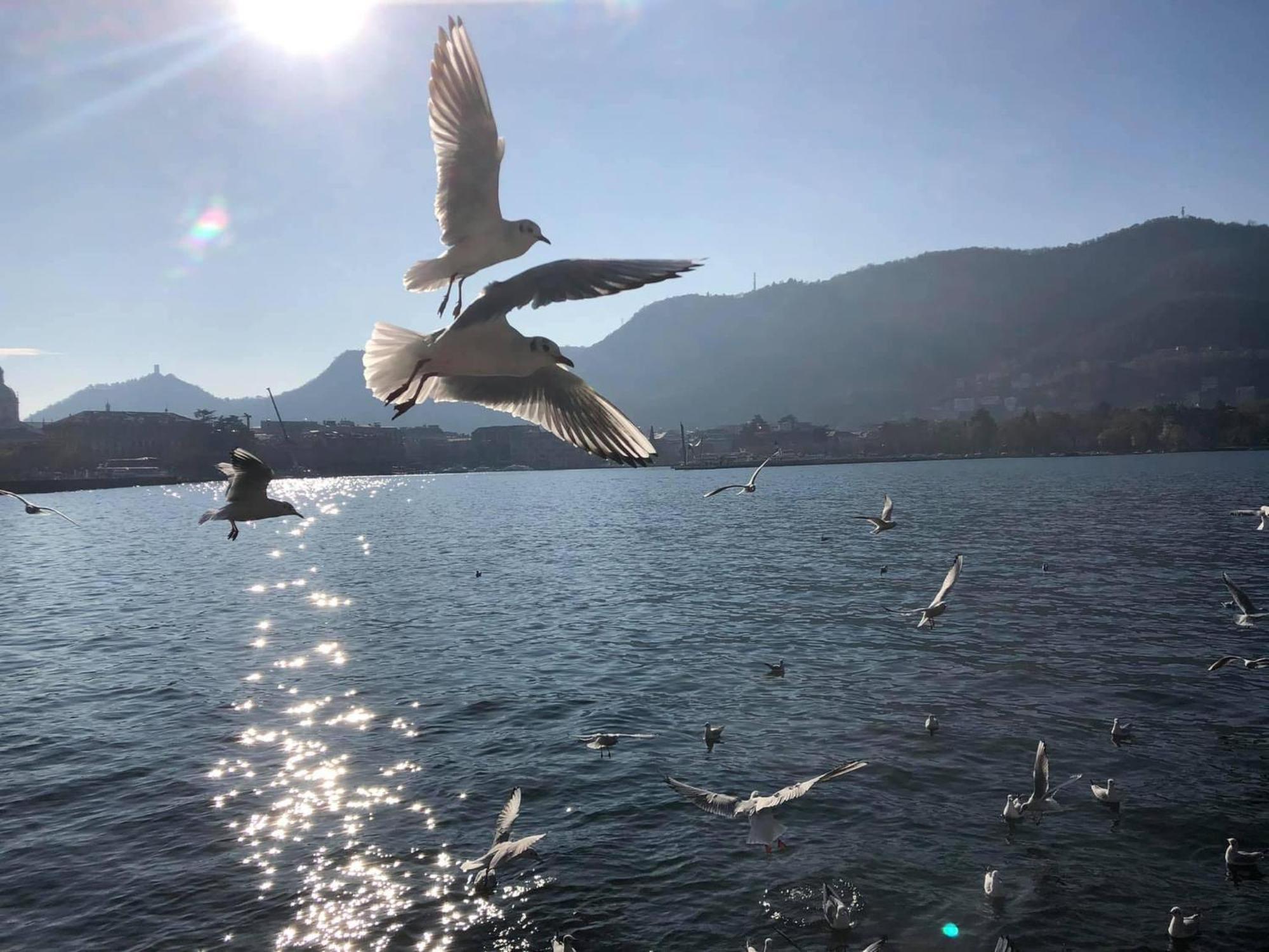 Casa L'Aquila Otel Como Dış mekan fotoğraf